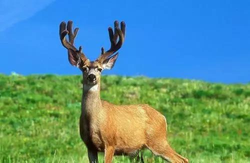 梅花鹿和马鹿的鹿茸效果一样吗,梅花鹿和马鹿茸哪个效果好