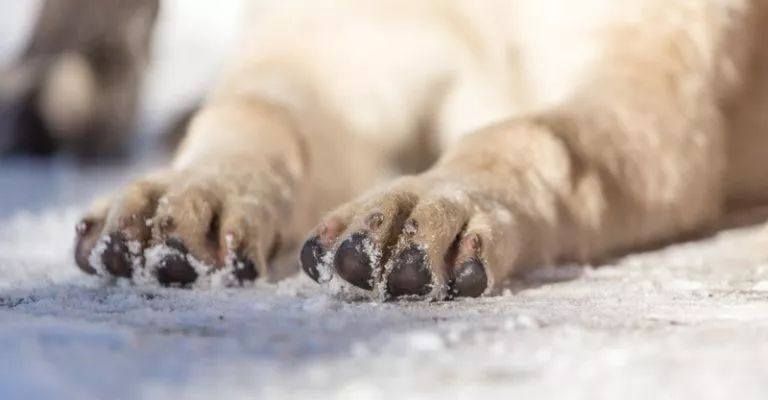 狗狗夏天出门烫伤脚怎么办,夏天狗狗脚会烫伤吗