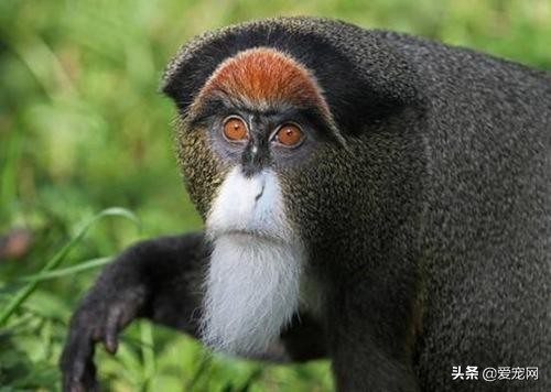 最贵的动物是什么动物,世界上最贵的十种白化动物