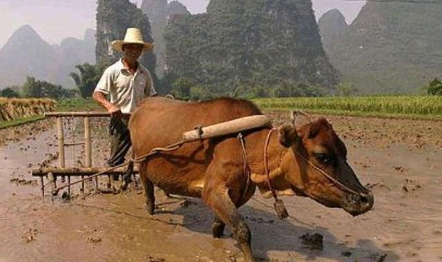 第一集《出生篇之1985年的牛》都说这一年出生的都是苦命累命拼命