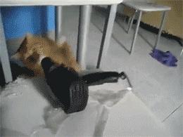 搞笑gif段子因为爱情所以共患难,搞笑gif段子小伙子你谈恋爱了吗