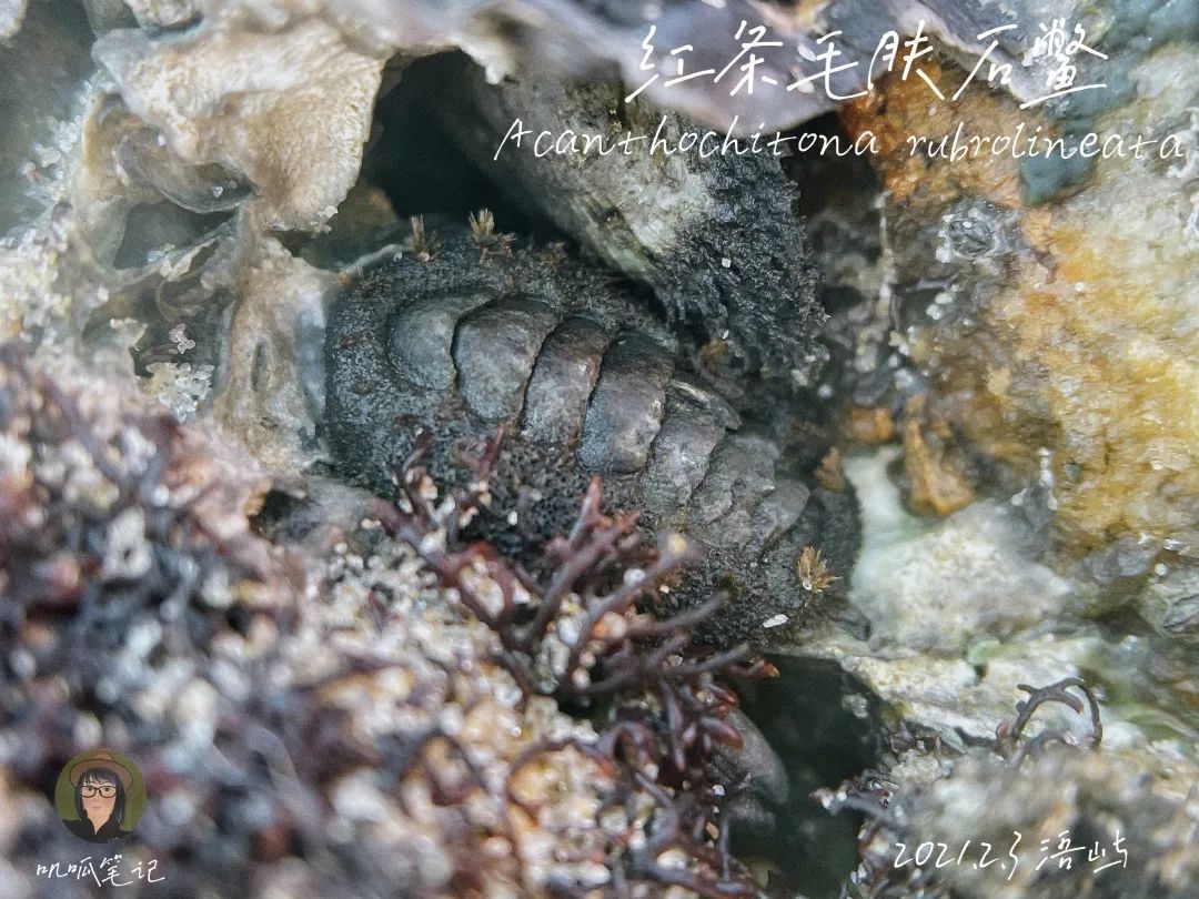 鼓浪屿赶海抓虫,鼓浪屿赶海佛手螺