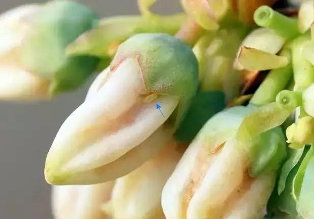 蓝莓种植常见虫害,蓝莓病虫害防治视频教学