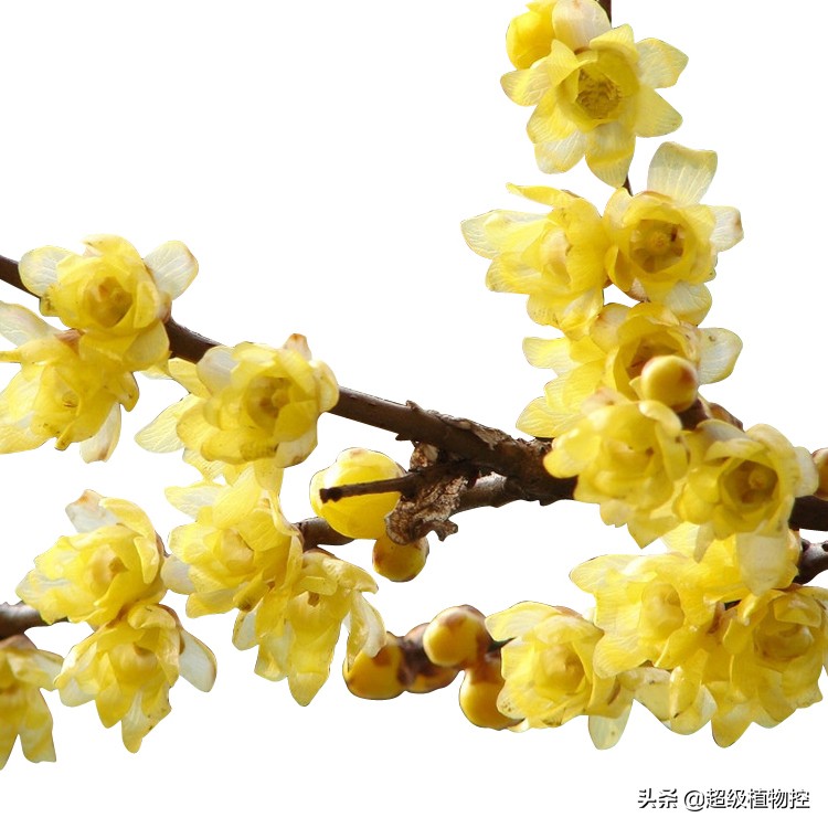 四季开花的香花植物,列举6种香花植物