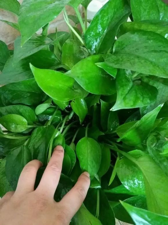 发财树和绿萝哪个好养活,发财树春天掉叶子挽救方法