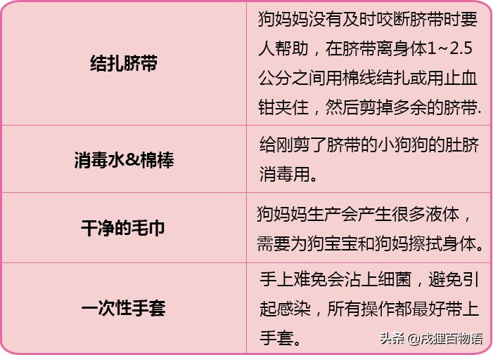 狗狗要生小狗了有什么症状,狗狗要生小宝宝时是什么现象