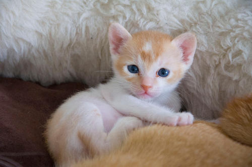 宠物猫懂事,为什么猫总是被收养