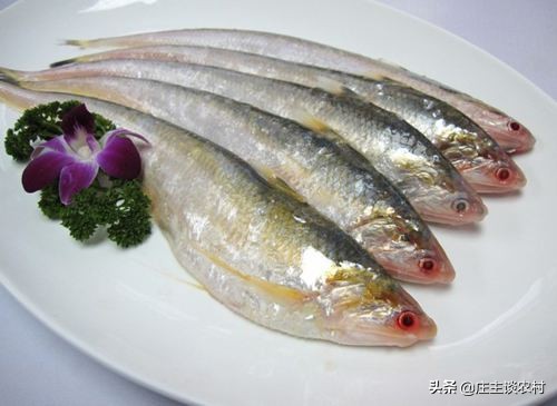 世界上最贵的几种食材有哪些,世界上最贵最顶级的食材