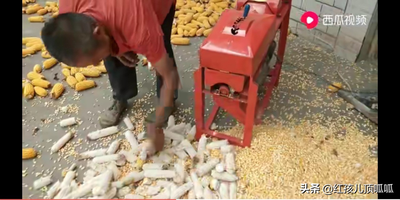 农业盛会庆丰收,农民丰收节庆丰收迎盛会