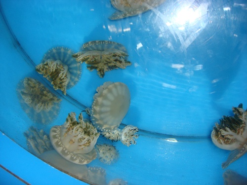 西安带孩子们最值得去的海洋公园,遛娃海洋馆打卡视频