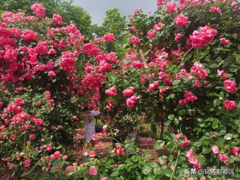 郫都区最美的花海,成都郫都花乡玫瑰开放了吗