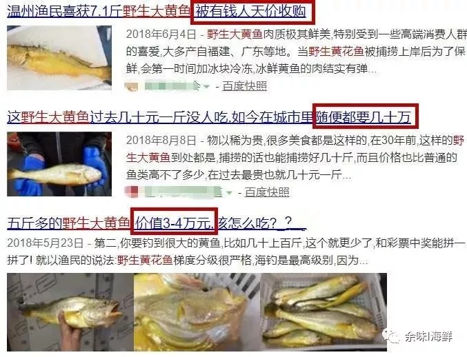 天价野生大黄鱼,温州天价野生大黄鱼