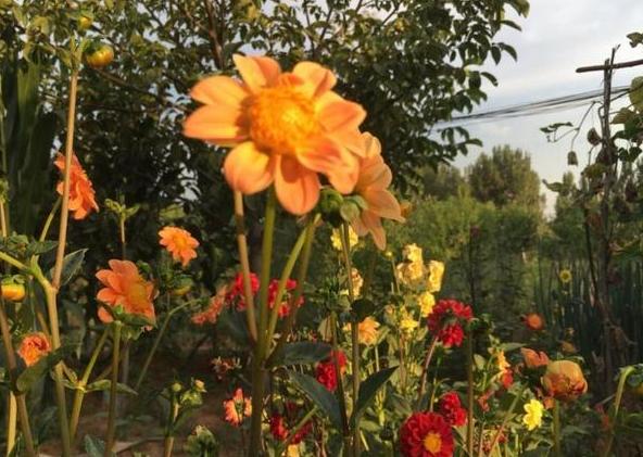 小丽花从种子到开花多长时间,不知道怎么养仙人球请注意这些