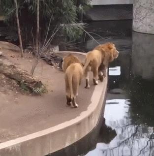 猫和老虎能杂交生育吗,猫和老虎可以生育吗