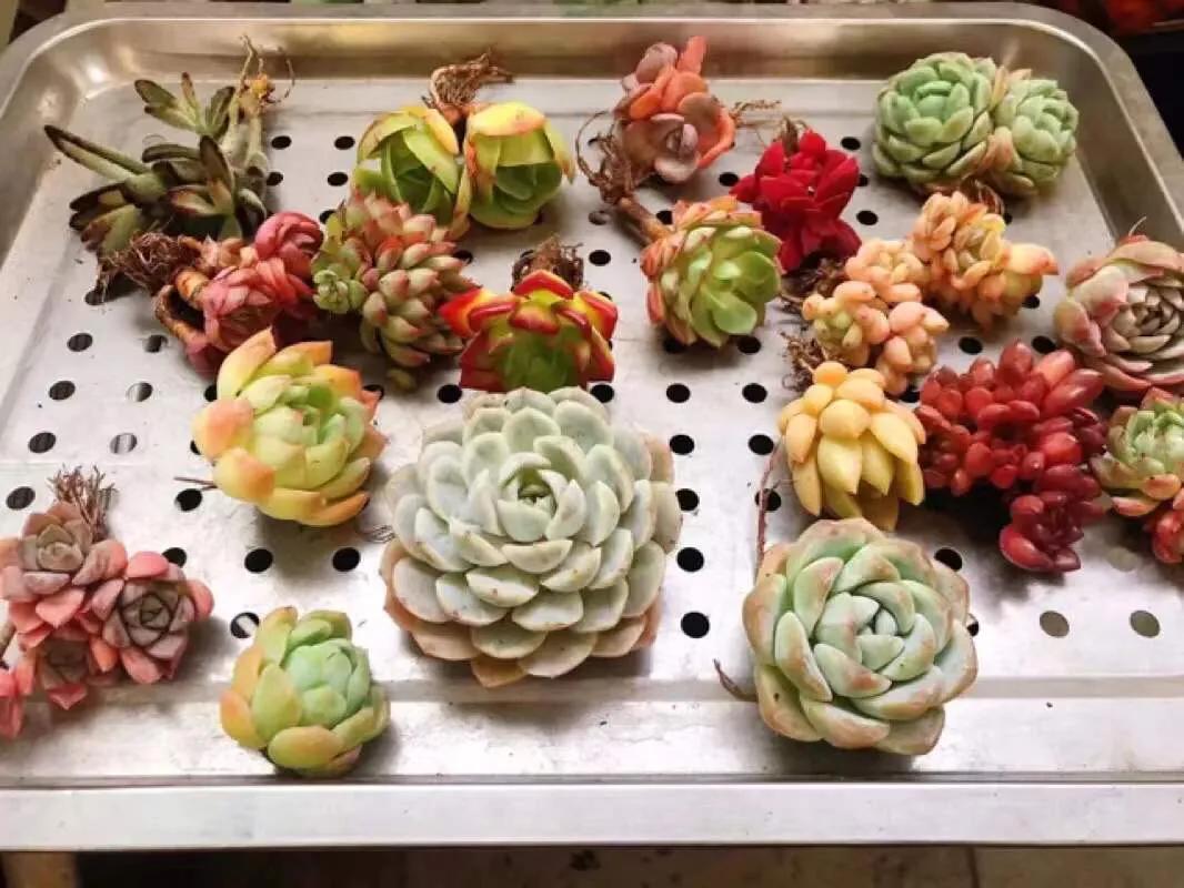 网上买的多肉如何处理视频,多肉徒长怎么办教你一招1盆变10盆