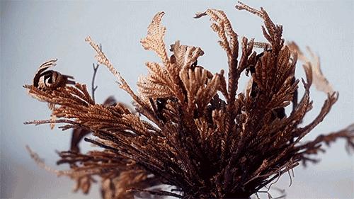 bblaboratories,bblaboratories复活草面膜适合油皮吗