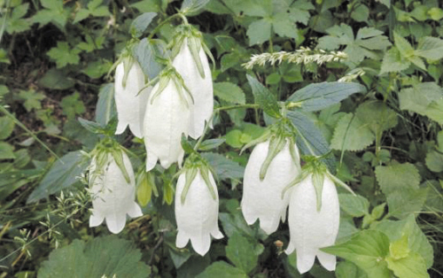 紫风铃花盆栽怎么养,地栽紫斑风铃草的养殖方法