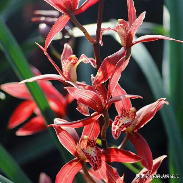 养兰花用深的盆好还是用浅的盆好,现在兰花能换盆么是浅种还是深种