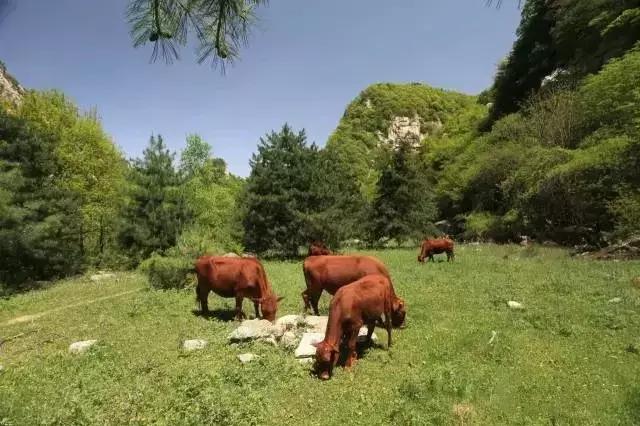 陕西小九寨，十里画廊，天然氧吧--华阴金岩沟