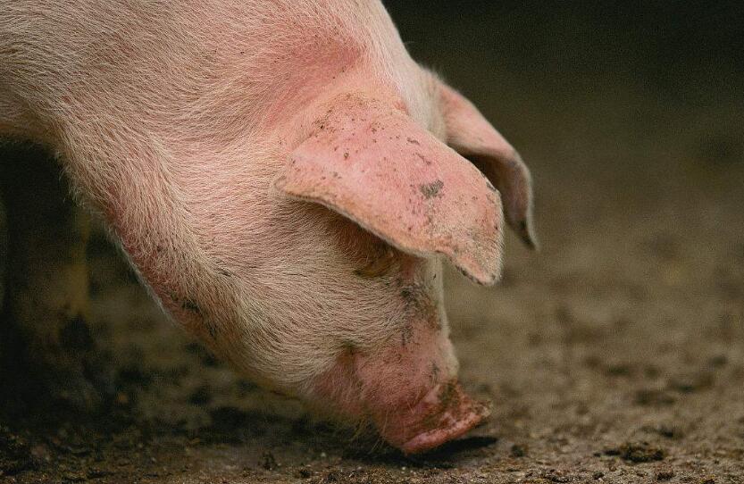 猪感冒了流鼻涕打喷嚏喂点什么药,猪感冒流鼻涕鼻塞用嘴呼吸怎么办