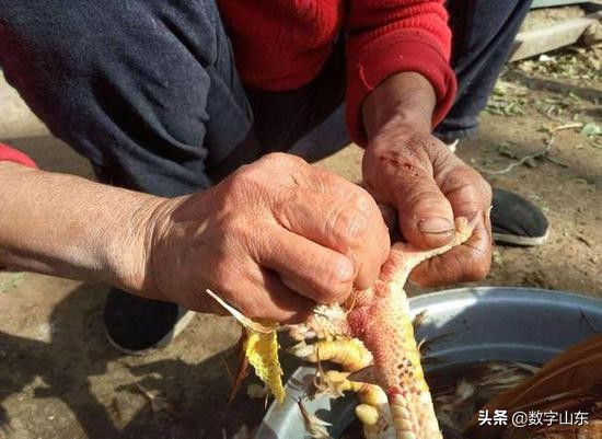 山东青岛莱西市九联肉鸡厂位置,青岛莱西市九联鸡厂流水线视频