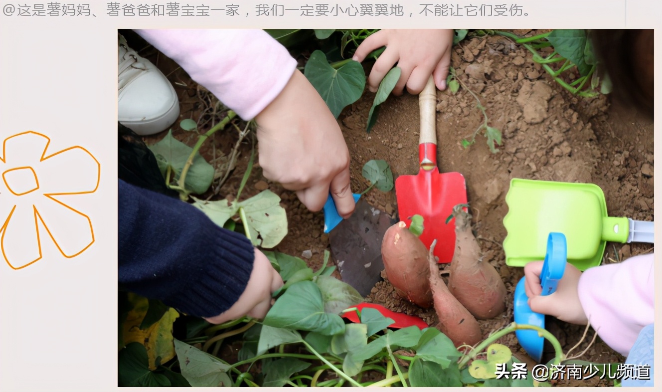 幼儿园红薯生成课活动方案,幼儿园科学教案红薯的成长过程