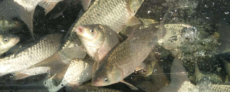 生态养殖鲤鱼怎么养,水库鲤鱼的养殖技术与管理