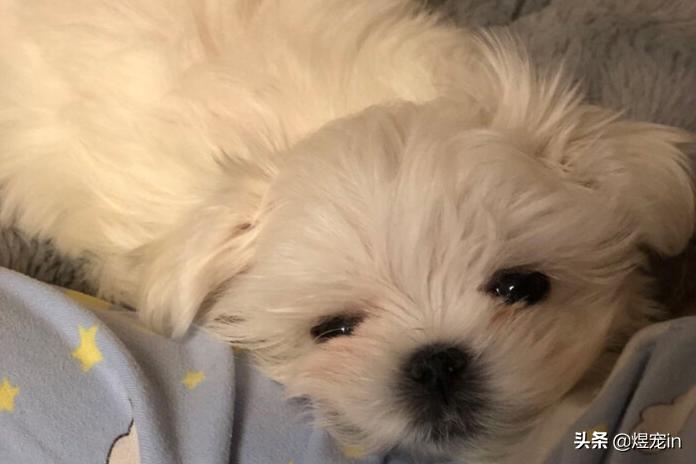 小区狗狗随处大小便怎么办,怎么让狗狗不随地大小便教程