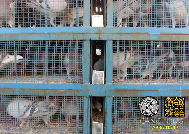 鸽子病了用什么药,怎样让鸽子不飞