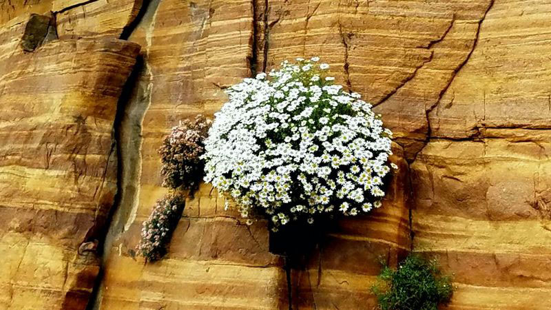 太行山崖柏枕头功效,太行山崖菊