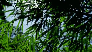 百里竹海最好的民宿,百里竹海最好的民宿排名