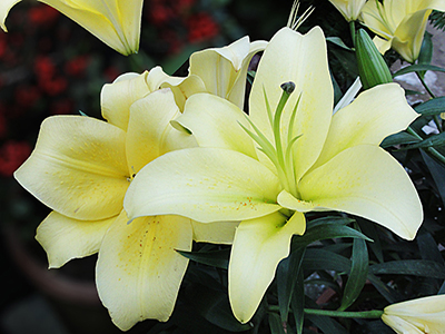 绿色百合的花语,百合与玫瑰花语