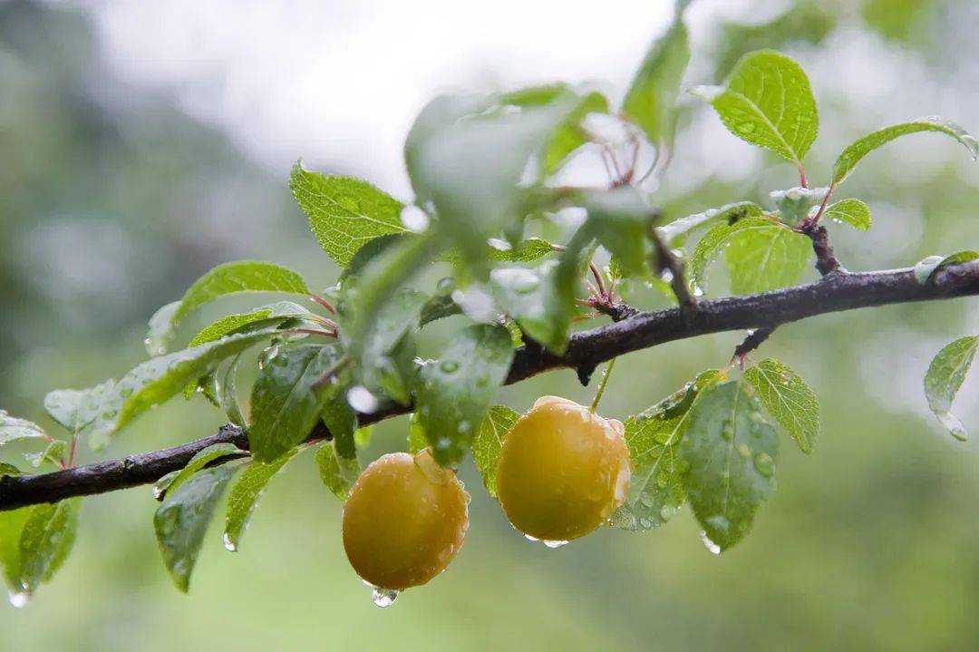 江淮地区阴雨连绵是什么时间,江淮流域连阴雨天气叫什么