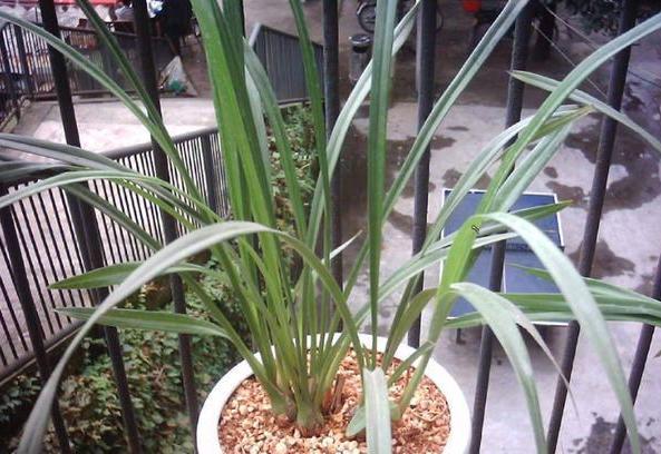 锯末发酵的养花肥料有哪些,喜欢养花就避免不了虫害