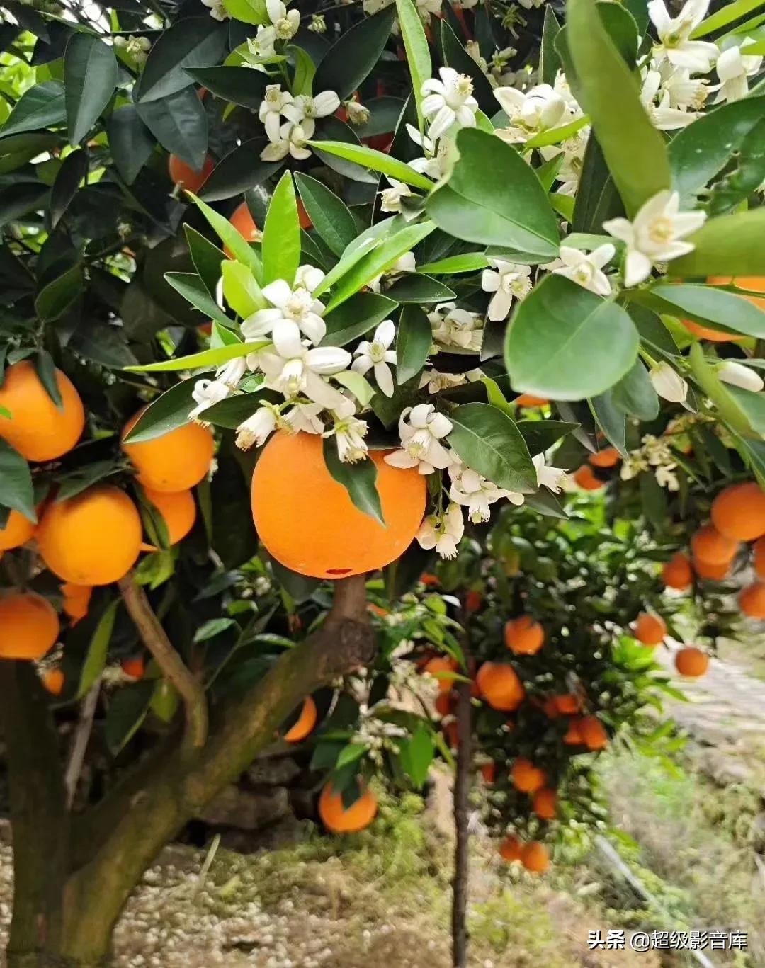 婀栧寳绉綊浼︽櫄鑴愭鐖嗙敎鐖嗘眮鍥炬枃,绉綊浼︽櫄鑴愭鐖嗘眮