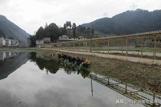 樊霞四川人,樊霞养殖