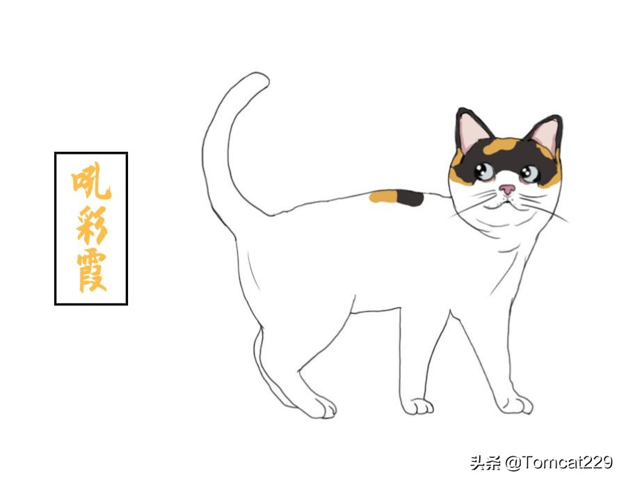 古代是如何给猫咪取名字的,古人给猫取名字