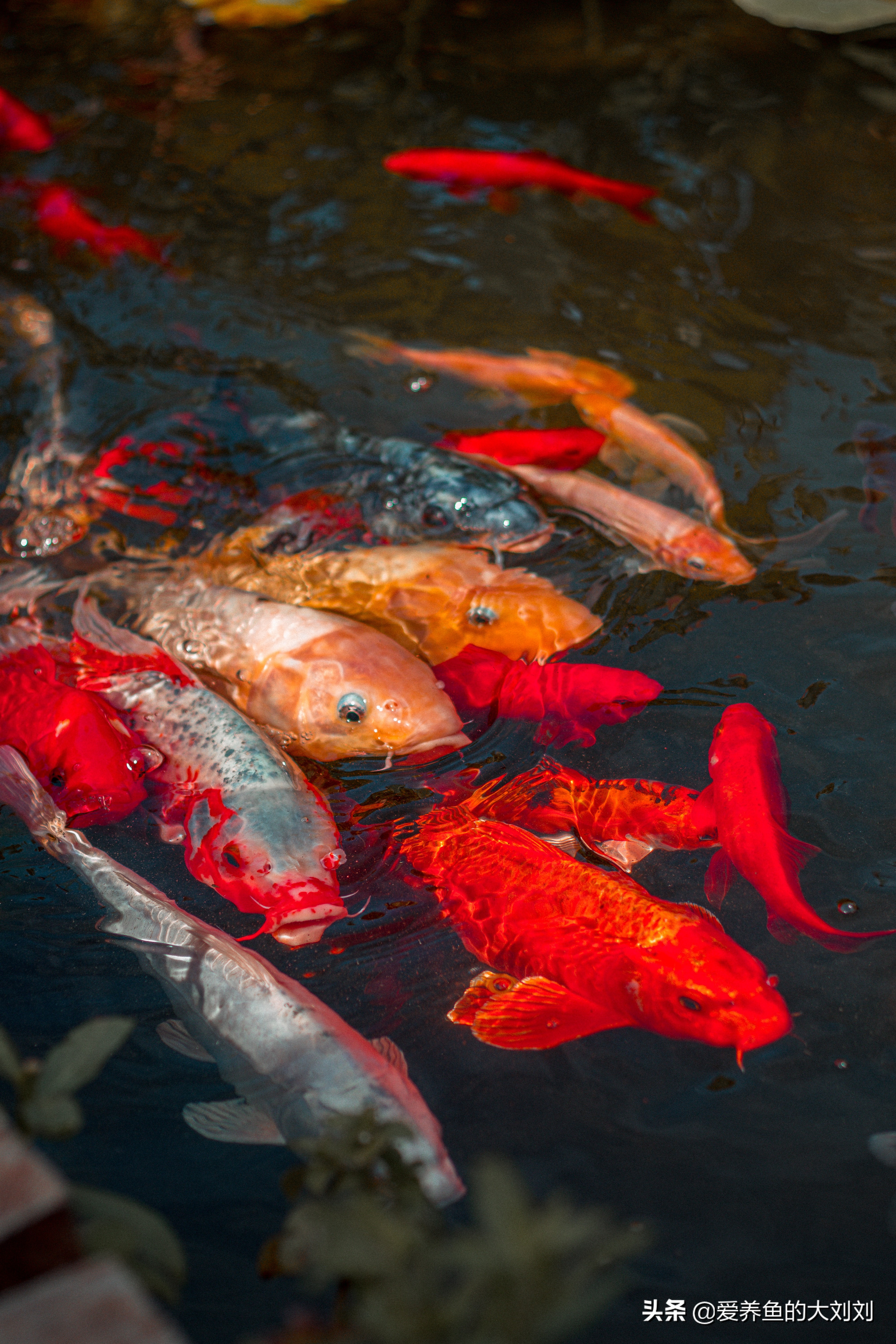 锦鲤鱼不喂饲料能活吗,锦鲤喂什么鱼粮不浑水