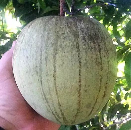 煤烟病防治配方,煤烟病最简单的防治方法