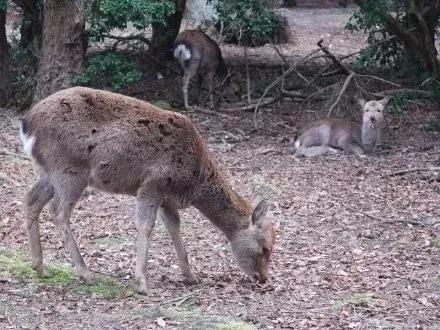 龙虾没人吃、奢侈品没人买、蒙娜丽莎没人看,全世界等中国人出门消费!