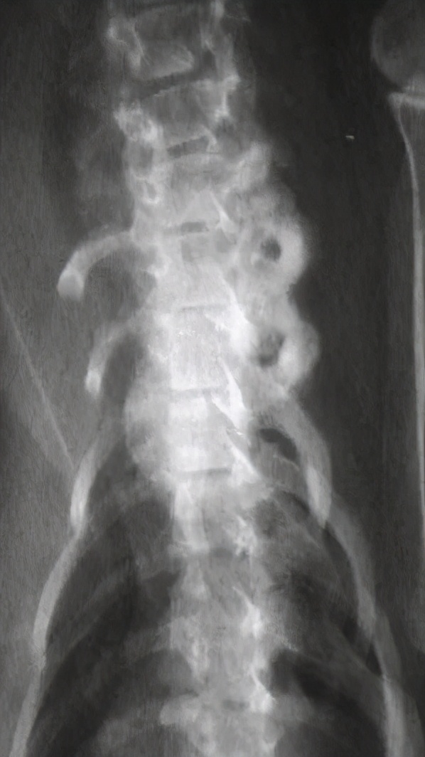 补维生素b猫咪不容易得猫癣,食补补充猫咪的营养