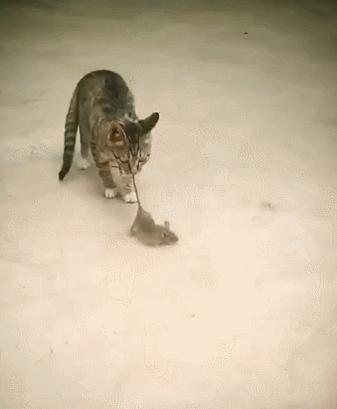 英格兰vs意大利欧洲杯决赛,22日欧洲杯捷克vs英格兰比赛结果