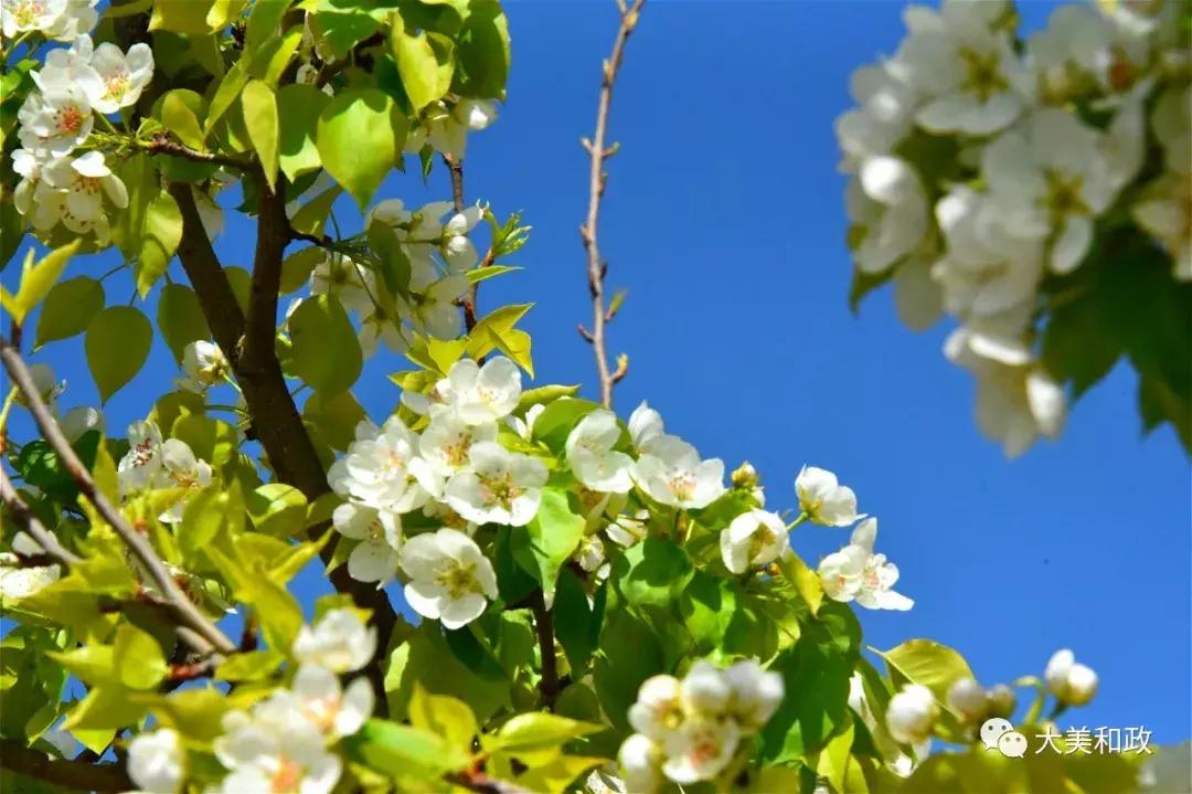 绿色和政春深夏浅风光好山美花浓待君来