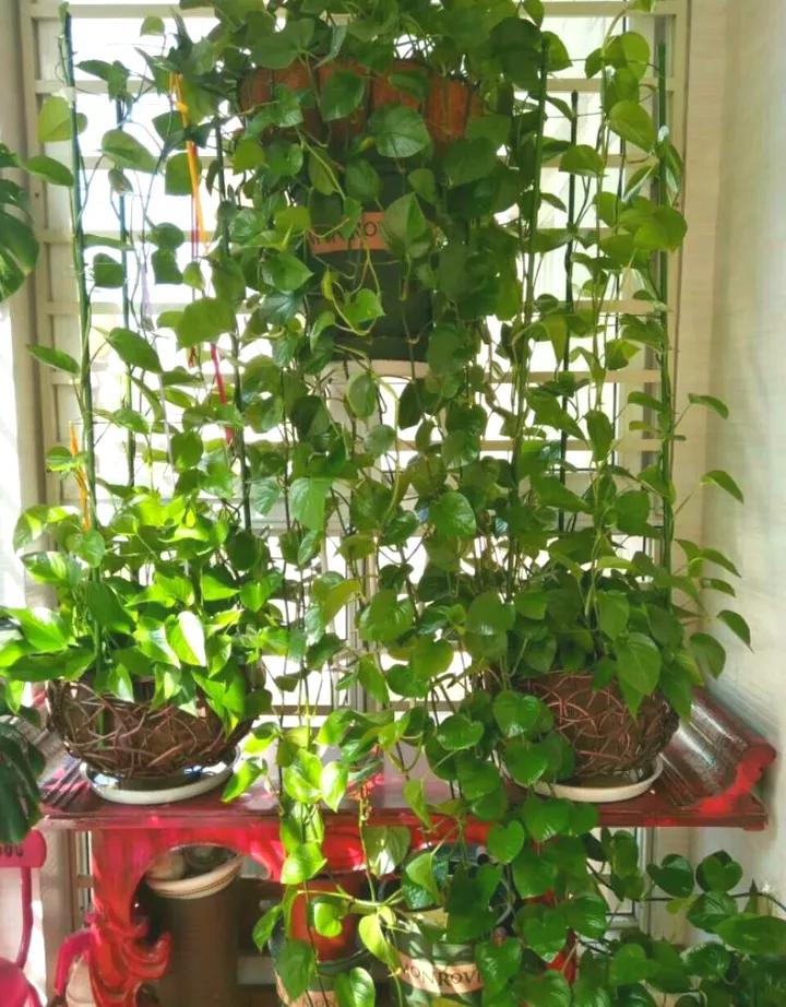 夏天绿萝叶子突然发黄怎么办,绿萝夏天两个月不在家怎么浇水