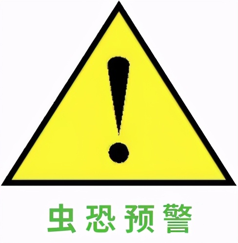 是南方蟑螂大还是北方蟑螂大,比南方蟑螂还有可怕的蟑螂