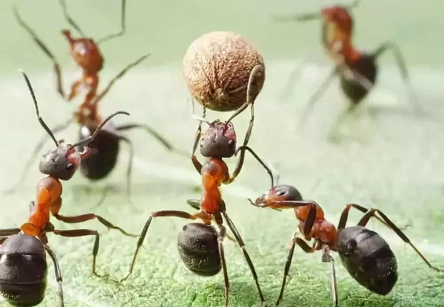 孩子莫名捡起烟头放进嘴里，妈妈厉声阻止，是很糟糕的反应