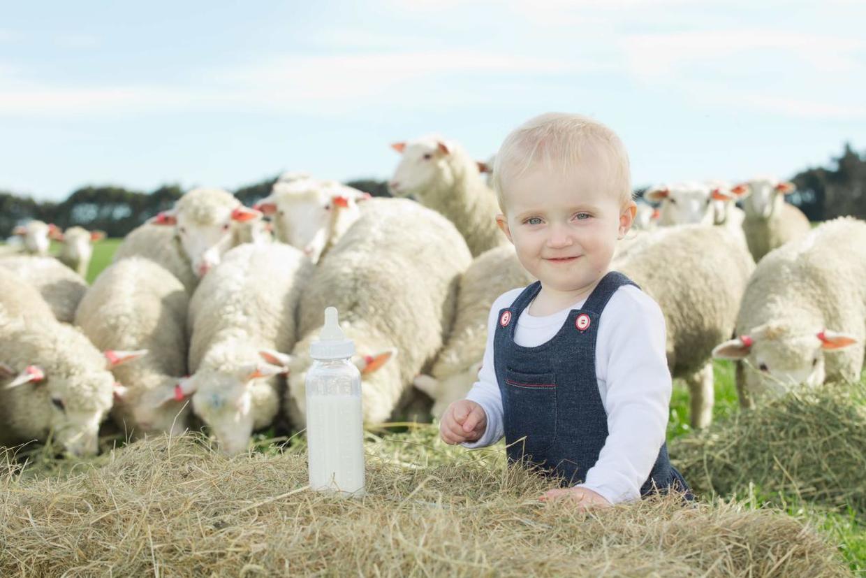 新西兰蓝河羊奶粉怎么样,新西兰原装进口蓝河羊奶粉怎么样