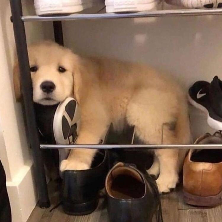 金毛的六大缺点你能接受几条,金毛常见知识大全