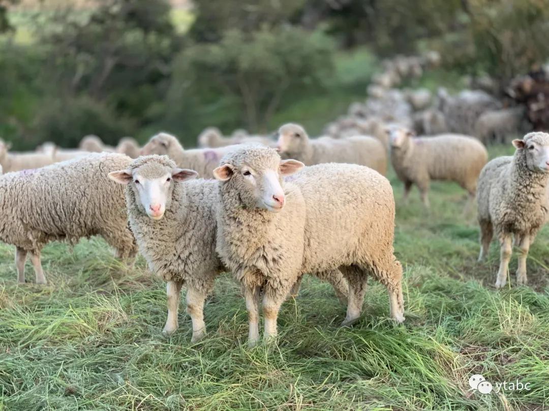 新西兰旅游哪里买护肤品,旅游新西兰必买清单