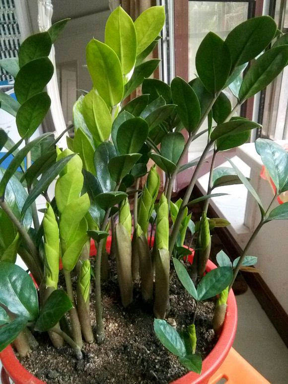 家里的花别瞎养5种招财开运花,室内放什么花转运